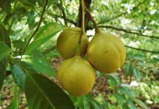 Souwriyamakkal: Improved Nutmeg Variety  - Photo