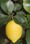 Control of flower falling in lemon plant - Photo