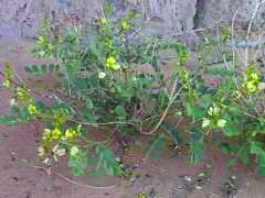 Traditional Herbal Healer 1 - Photo