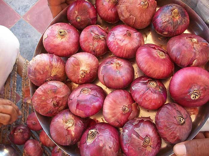 RashidpuraPyaj - Onion Variety - Photo