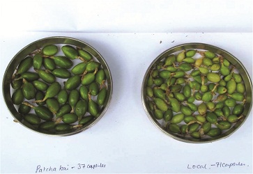 Pachaikkai Improved Cardamom Variety - Photo